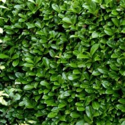 Hæk-Kirsebærlaurbær 'Rotundifolia' Prunus Laurocerasus 'Rotundifolia' Potte 10 Liter,- 100-125 Cm. -Montoz Butik p3166 52810 prunus laurocerasus rotundifolia 617d