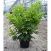 Kirsebærlaurbær 'Etna' Prunus Laurocerasus 'Etna' Potte 5,0 Liter,- 80-100 Cm. -Montoz Butik p3179 26532 prunus laurocerasus etna ffbb