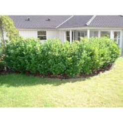 Kirsebærlaurbær 'Etna' Prunus Laurocerasus 'Etna' Potte 5,0 Liter,- 80-100 Cm. -Montoz Butik p3179 30027 prunus laurocerasus etna 6222 1