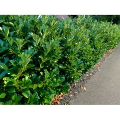Kirsebærlaurbær 'Etna' Prunus Laurocerasus 'Etna' Med Klump,- 150-175 Cm. -Montoz Butik p3179 34070 prunus laurocerasus etna fe24 3