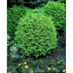 Ædelcypres 'Globosa' Chamaecyparis Lawsoniana 'Globosa' Potte 3,0 Liter,- 30-40 Cm. 8 Ædelcypres 'Globosa' Chamaecyparis Lawsoniana 'Globosa' Potte 3,0 Liter,- 30-40 Cm. -Montoz Butik p3214 2443 chamaecyparis lawsoniana globosa 8f2c