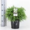 Ædelcypres 'Globosa' Chamaecyparis Lawsoniana 'Globosa' Potte 3,0 Liter,- 30-40 Cm.