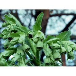 Stinkende Nyserod Helleborus Foetidus 1 Liter Potte