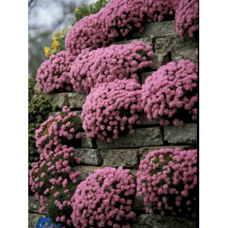 Enebærbladet Engelsk Græs Armeria Juniperifolia 10 Cm. Potte 3 Enebærbladet Engelsk Græs Armeria Juniperifolia 10 Cm. Potte