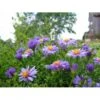 Pudeasters 'Early Blue' Aster Dumosus 'Early Blue' 1 Liter Potte -Montoz Butik p3249 2459 aster dumosus early blue 1410