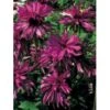Solhat 'Doubledecker' Echinacea Purpurea 'Doubledecker' 1 Liter Potte 2 Solhat 'Doubledecker' Echinacea Purpurea 'Doubledecker' 1 Liter Potte -Montoz Butik p3288 2483 echinacea purpurea doubledecker e13a