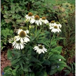 Hvid Solhat 'White Swan' Echinacea Purpurea 'White Swan' 1 Liter Potte 9 Hvid Solhat 'White Swan' Echinacea Purpurea 'White Swan' 1 Liter Potte -Montoz Butik p3290 2485 echinacea purpurea white swan e567