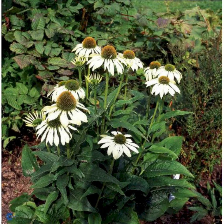 Hvid Solhat 'White Swan' Echinacea Purpurea 'White Swan' 1 Liter Potte 5 Hvid Solhat 'White Swan' Echinacea Purpurea 'White Swan' 1 Liter Potte - Billede 3