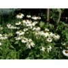 Hvid Solhat 'White Swan' Echinacea Purpurea 'White Swan' 1 Liter Potte -Montoz Butik p3290 36383 echinacea purpurea white swan 6844