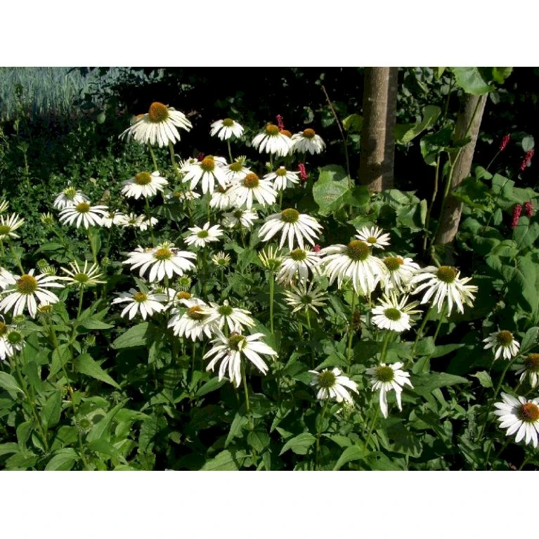 Hvid Solhat 'White Swan' Echinacea Purpurea 'White Swan' 1 Liter Potte 3 Hvid Solhat 'White Swan' Echinacea Purpurea 'White Swan' 1 Liter Potte