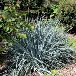 Blå Marehalm 'Blue Dune' Leymus Arenarius 'Blue Dune' 1 Liter Potte -Montoz Butik p33017 50909 leymus arenarius blue dune 681c