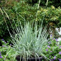 Blå Marehalm 'Blue Dune' Leymus Arenarius 'Blue Dune' 1 Liter Potte -Montoz Butik p33017 50910 leymus arenarius blue dune 0bea