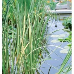 Kalmus 'Argenteostriatus' Acorus Gramineus 'Argenteostriatus' 1 Liter Potte -Montoz Butik p33018 38063 acorus gramineus argenteostriatus 2dd5
