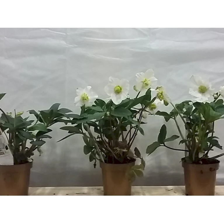 Julerose 'Christmas Carol' Helleborus Niger 'Christmas Carol' Med Potte 3 Julerose 'Christmas Carol' Helleborus Niger 'Christmas Carol' Med Potte