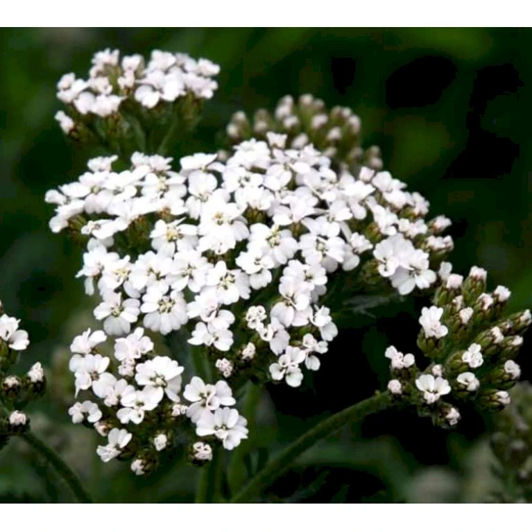 Almindelig Røllike Achillea Millefolium 1 Liter Potte 3 Almindelig Røllike Achillea Millefolium 1 Liter Potte