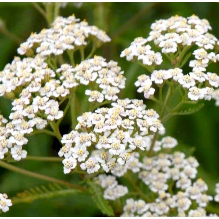 Almindelig Røllike Achillea Millefolium 1 Liter Potte 5 Almindelig Røllike Achillea Millefolium 1 Liter Potte - Billede 3