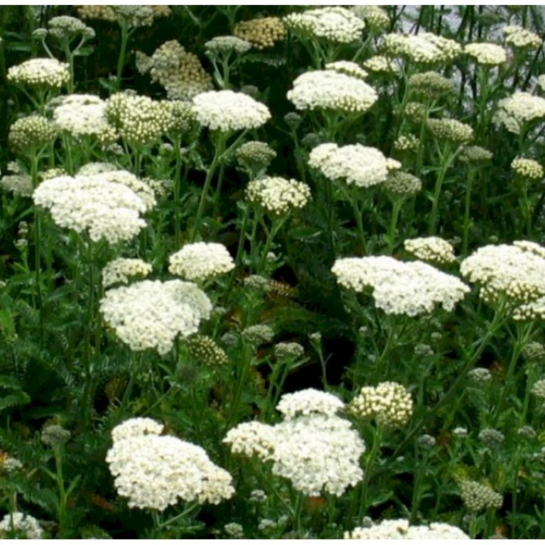 Almindelig Røllike Achillea Millefolium 1 Liter Potte 6 Almindelig Røllike Achillea Millefolium 1 Liter Potte - Billede 4