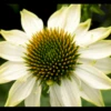 Purpursolhat 'Pow Wow - White' Echinacea Purpurea 'Pow Wow - White' Potte 2 Liter. -Montoz Butik p33047 36387 echinacea purpurea pow wow white 0457