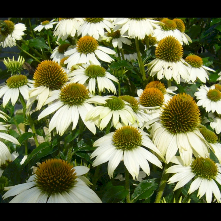 Purpursolhat 'Pow Wow - White' Echinacea Purpurea 'Pow Wow - White' Potte 2 Liter. 5 Purpursolhat 'Pow Wow - White' Echinacea Purpurea 'Pow Wow - White' Potte 2 Liter. - Billede 3