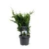 Søjle Ædelcypres 'Wisselii' Chamaecyparis Lawsoniana 'Wisselii' Potte 3,0 Liter,- 40-60 Cm. -Montoz Butik p33070 53435 chamaecyparis lawsoniana wisselii f039