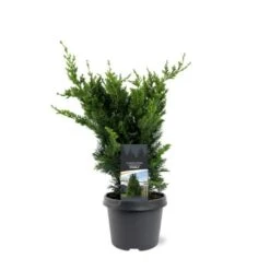Søjle Ædelcypres 'Wisselii' Chamaecyparis Lawsoniana 'Wisselii' Potte 3,0 Liter,- 40-60 Cm.