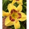 Daglilje 'King Georg' Hemerocallis 'King Georg' Potte 2 Liter. -Montoz Butik p3307 40732 hemerocallis king georg 243a