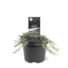 Krybende Enebær 'Icee Blue' Juniperus Horizontalis 'Icee Blue' Potte 3,0 Liter,- 25-30 Cm. 2 Krybende Enebær 'Icee Blue' Juniperus Horizontalis 'Icee Blue' Potte 3,0 Liter,- 25-30 Cm. -Montoz Butik p33082 43331 juniperus horizontalis icee blue 7c29
