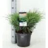 Sevenbom Juniperus Sabina Potte 5,0 Liter,- 40-50 Cm. 2 Sevenbom Juniperus Sabina Potte 5,0 Liter,- 40-50 Cm. -Montoz Butik p33085 33848 juniperus sabina 7e86