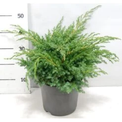 Blå Enebær 'Blue Swede' Juniperus Squamata 'Blue Swede' Potte 7,5 Liter 40-60 Cm.