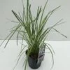 Pampasgræs 'Rosea' Cortaderia Selloana 'Rosea' Potte 2 Liter. -Montoz Butik p33233 34109 cortaderia selloana rosea 78e2