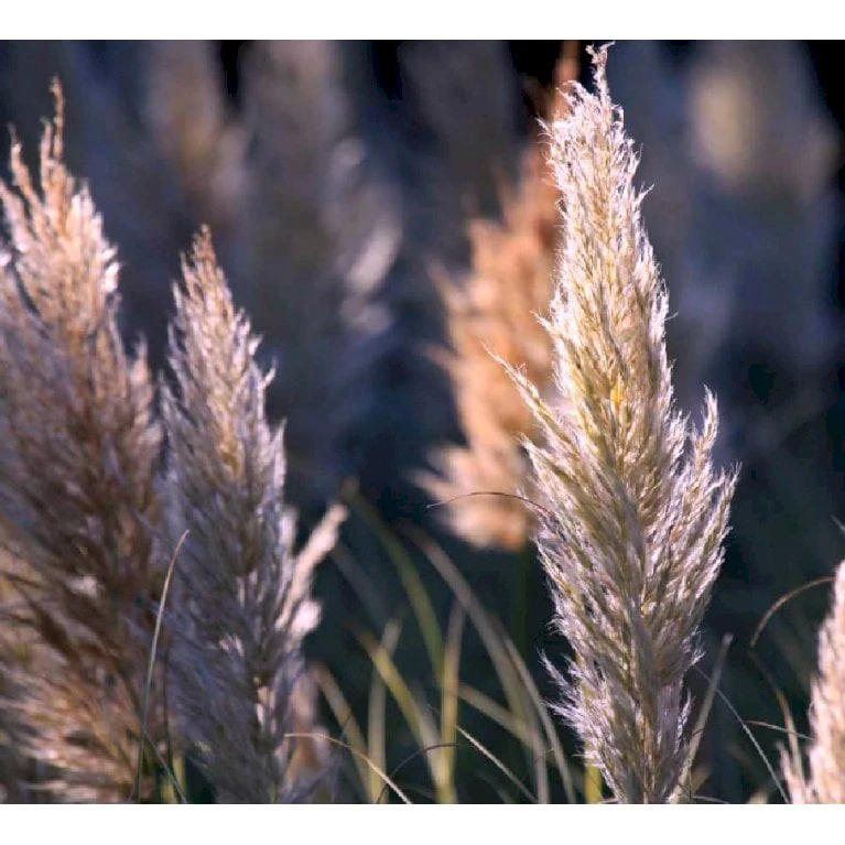 Pampasgræs 'Rosea' Cortaderia Selloana 'Rosea' Potte 2 Liter. 5 Pampasgræs 'Rosea' Cortaderia Selloana 'Rosea' Potte 2 Liter. - Billede 3
