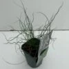 Spiral-Lysesiv Juncus Effusus Spiralis 1 Liter Potte -Montoz Butik p33277 34119 juncus effusus spiralis 55b7