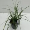 Dværg Zebragræs 'Little Zebra' Miscanthus Sinensis 'Little Zebra' Potte 2 Liter. -Montoz Butik p33296 34140 miscanthus sinensis little zebra 52b6