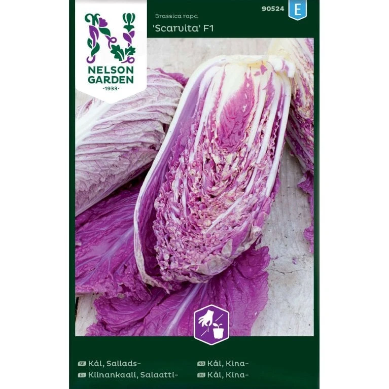 Kinakål 'Scarvita' F1 Brassica Rapa 'Scarvita' F1 3 Kinakål 'Scarvita' F1 Brassica Rapa 'Scarvita' F1