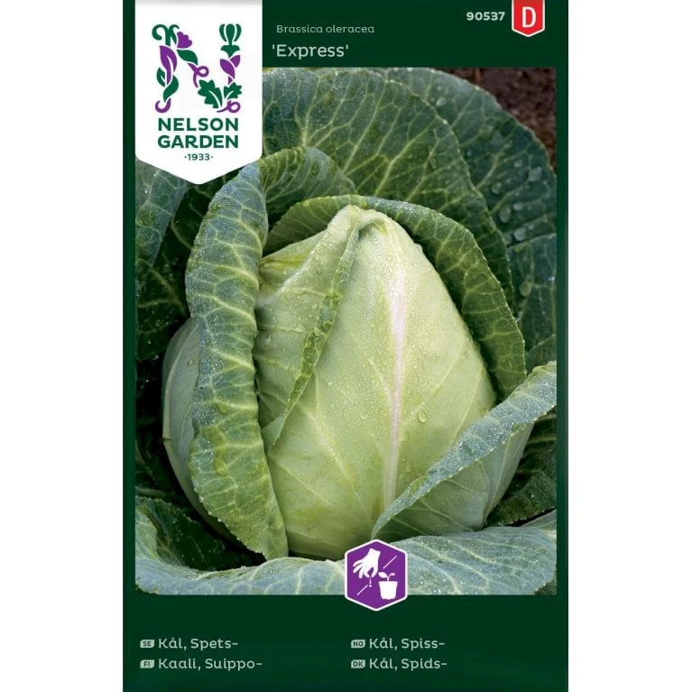 Spidskål 'Express' Brassica Oleracea 'Express' 3 Spidskål 'Express' Brassica Oleracea 'Express'