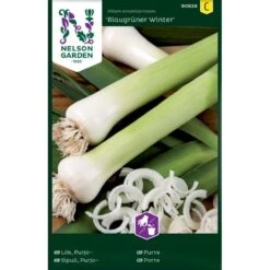 Porre 'Blaugrüner Winter' Allium Ampeloprasum 'Blaugrüner Winter'