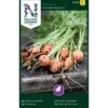 Sommergulerod 'Pariser Markt 5' Daucus Carota L 'Pariser Markt 5' -Montoz Butik p33706 37134 daucus carota l pariser markt 5 2767