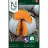 Centnergræskar 'Nelson' F1 Cucurbita Maxima 'Nelson' F1 -Montoz Butik p33739 37145 cucurbita maxima nelson f1 cf15