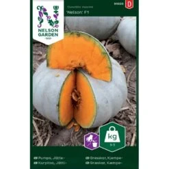 Centnergræskar 'Nelson' F1 Cucurbita Maxima 'Nelson' F1