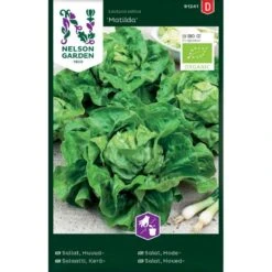 Hovedsalat 'Matilda' Øko Lactuca Sativa 'Matilda'