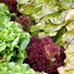 Hovedsalat 'Matilda' Øko Lactuca Sativa 'Matilda' -Montoz Butik p33765 54656 lactuca sativa matilda b4ee