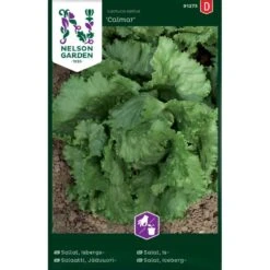 Icebergsalat 'Calmar' Lactuca Sativa 'Calmar'