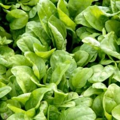 Spinat 'Vroeg Reuzenblad' Øko Spinacia Oleracea L. 'Vroeg Reuzenblad' -Montoz Butik p33792 54667 spinacia oleracea l vroeg reuzenblad da39