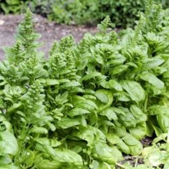 Spinat 'Vroeg Reuzenblad' Øko Spinacia Oleracea L. 'Vroeg Reuzenblad' -Montoz Butik p33792 54668 spinacia oleracea l vroeg reuzenblad e1ba