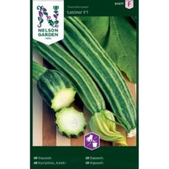 Squash 'Latino' F1 Cucurbita Pepo 'Latino' F1