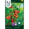 Tomat 'Tiny Tim' Solanum Lycopersicum 'Tiny Tim' 1 Tomat 'Tiny Tim' Solanum Lycopersicum 'Tiny Tim' -Montoz Butik p33826 37027 solanum lycopersicum tiny tim 1169