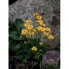 Dværg-Engblomme Trollius Pumilus 1 Liter Potte -Montoz Butik p3400 2548 trollius pumilus 4e4e
