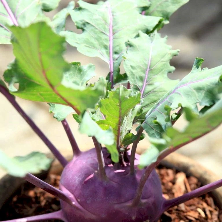 Kålrabi 'Azur-Star' Øko Brassica Oleracea 'Azur-Star' Frøpose, Antal Pr. Pakke, Ca. 70 Stk. 4 Kålrabi 'Azur-Star' Øko Brassica Oleracea 'Azur-Star' Frøpose, Antal Pr. Pakke, Ca. 70 Stk. - Billede 2
