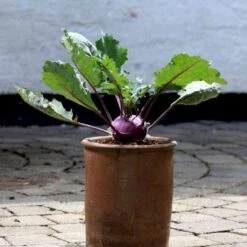 Kålrabi 'Azur-Star' Øko Brassica Oleracea 'Azur-Star' Frøpose, Antal Pr. Pakke, Ca. 70 Stk. 7 Kålrabi 'Azur-Star' Øko Brassica Oleracea 'Azur-Star' Frøpose, Antal Pr. Pakke, Ca. 70 Stk. -Montoz Butik p34094 54590 brassica oleracea azur star ac30