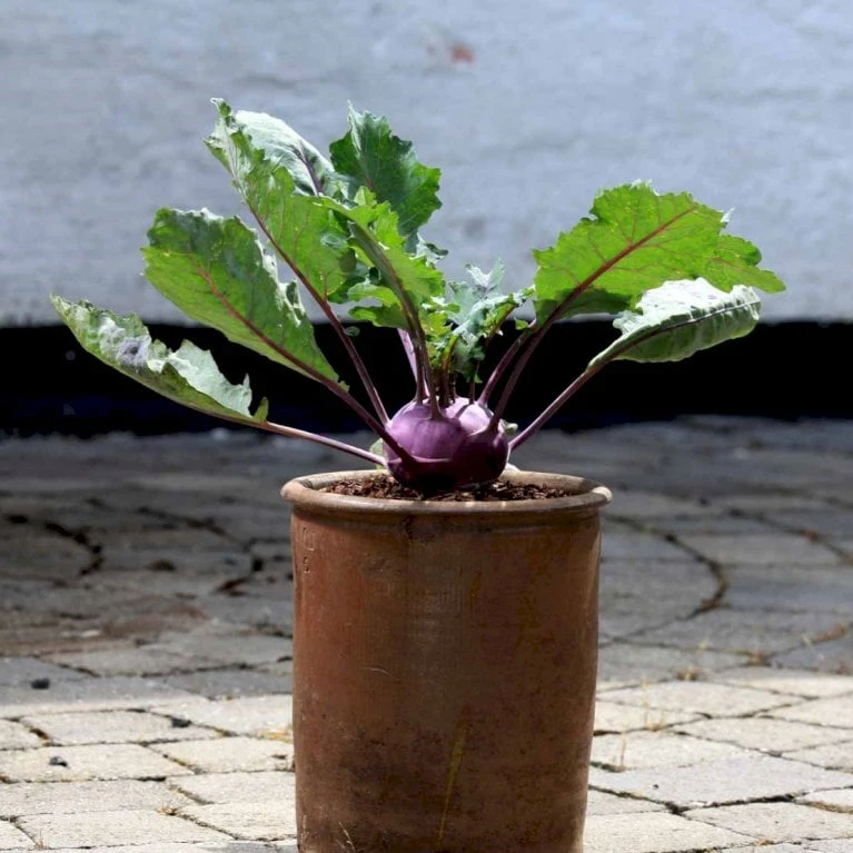 Kålrabi 'Azur-Star' Øko Brassica Oleracea 'Azur-Star' Frøpose, Antal Pr. Pakke, Ca. 70 Stk. 5 Kålrabi 'Azur-Star' Øko Brassica Oleracea 'Azur-Star' Frøpose, Antal Pr. Pakke, Ca. 70 Stk. - Billede 3